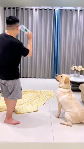 This puppy is so smart🤣#pet #fyp #funnyvideos #dog #dogsoftiktok 