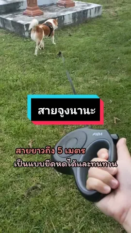 สายจูงสำหรับนานะ 'FIDA' #นานะ #พี่โกะ #แม่แม่ #ปะป๊า #หมาน่ารัก #หมาตลก #หมาบางแก้ว #คนรักหมา #ไอต้าวความรัก #บางแก้วน่ารัก🐶💕🥰 