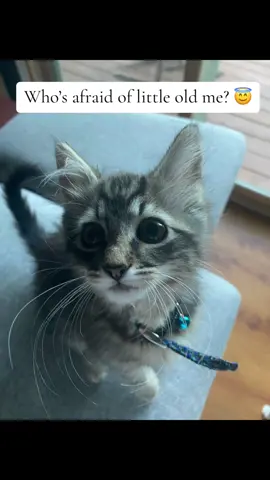 Hes soooo scary 🙄😂                           #cat #catsoftiktok #kitten #kittensoftiktok #cute #cutecat #cutekitten #cattok #fyp #fypage #fypシ゚viral #atlas0317 