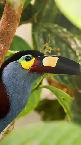 One of the most beautiful spectacles of nature is the life of birds and birds.  There is a great diversity of different birds in nature that can be seen all over the world.  There are more than 10,000 different species of birds around the world.  Some birds have up to seven different colors, and species are specific and can only be found in certain regions, others can be found practically everywhere.  .  Some birds have colors that can change according to the brightness of the sunlight, which can confuse any prey that is observing them.  Some have already become extinct and others suffer from this threat due to human predatory hunting.  .  We must protect these animals, as they are a great gift from nature to man, who every day present us with a wonderful and fantastic spectacle of beauty and color. . #amazing #amazingvideo #world #beautiful #Wonderful #wonderful #animals #animais #bird #birds #sky #eagles #eagle #aves #passaros #naturelover #nature #natureza #Love 