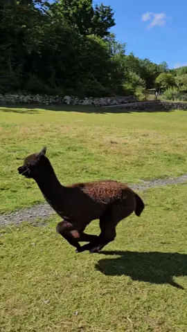 The cria having fun #alpacafarm #animals  #alpacas #alpacasoftiktok #lakedistrict #unitedkingdom 