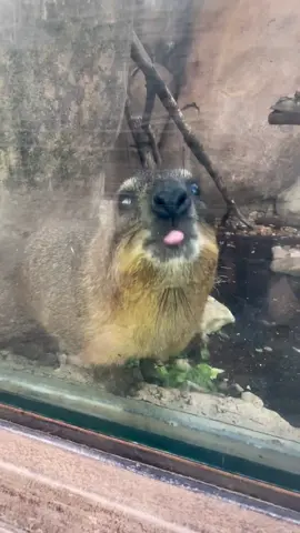 Rock hyraxes aren’t weird, they’re just misunderstood! (Okay, they may be a little weird) 😂👅 #animals #cuteanimals #rockhyrax #funnyanimals #fyp