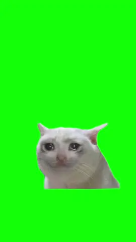 Cat crying meme green screen #meme #cat #crying #sadcat #sad #catcrying #sadcatsong #capcut #catmeme 