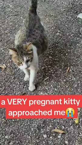 At LEAST 6 kittens!! #fyp #cat #foryou #catsoftiktok #animals #rescue #catlover #kitten #pov #help #Love #emotional #sad #moment #cute #pet #happy 