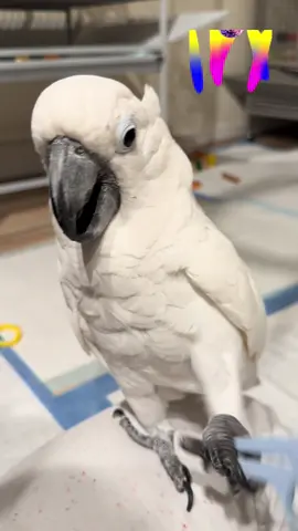 After the pedicure… #twirling #dancing #cockatoo #parrot #nailclippers 