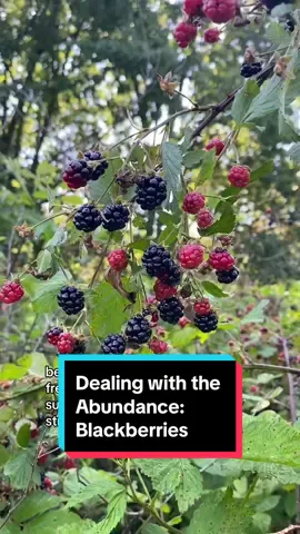 Dealing with the Abundance: Blackberries 🙂 #foraging #wildfood #foragingtiktok 