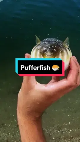 Did you know that #pufferfish can inflate to scare off predators and contain a toxin called tetrodotoxin, which is incredibly poisonous? They have unique beak-like teeth for crushing shells and are slow swimmers, relying on their camouflage and toxicity for protection. With over 120 species found in warm waters worldwide, pufferfish are truly fascinating creatures!
