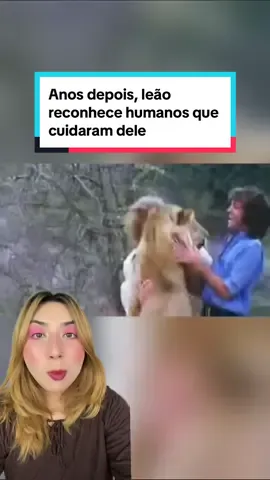 A história do leão mais famoso da internet (Fontes: O Globo, Livro “Um leão chamado Christian”, Kenya Safari, Daily Mail) #animaisnotiktok #bichos #africa #leão 