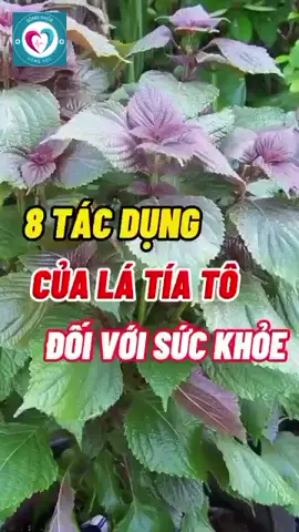 8 công dụng của lá tía tô #thinhhanh #xuhuong #xuhuongthinhhanh2023 #xuhuong2023 