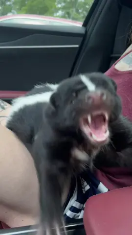 He wanted my food :,)  #skunk #skunksoftiktok #PetsOfTikTok #fy #trending #animals #cute #pounce #animalsoftiktok 