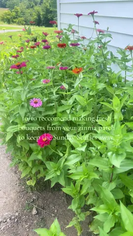 Four day weekend sunday scaries are real. 😒 How are you resetting after the holiday? #sundayscaries #sundayreset #workingmom #zinnias #freshflowers #StressRelief 