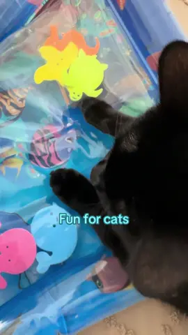 Great to keep your cat or baby entertained 🥰🐬🪸🐠 #watersensorymat #babysensory #catsensory #sensoryplaymat #sensoryplay #TikTokShop #tiktokshopfinds 