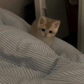 #CapCut #paradedicar #novia #novio #minovia #minovio #Love #cat #gatitos #teamo #gatostiktok #amorcito #fyp #foryou #viral #kitten 