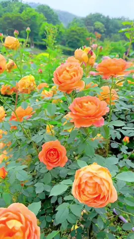 beautiful flower #flowers #花 #scenery #ดอกไม้ #꽃 #hoa @🦋Mie_🌸  @🦋Mie_🌸  @🦋Mie_🌸 