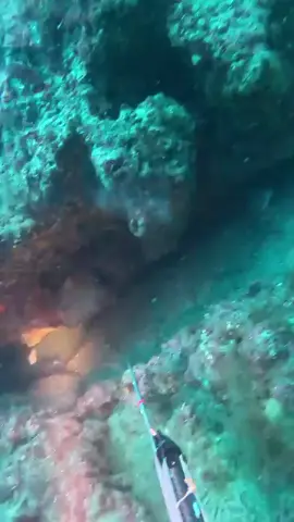 Spearfishing giant grouper#grouper #spearfishing #fishing #trending #viral