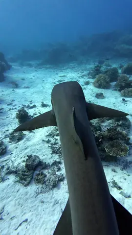 Diving with White Tip Shark at Tubbataha Reef, Philippines 🇵🇭 #TubbatahaReef #WhiteTipShark  #NarayanaPhilippine #Diving  #DJIaction4 #OsmoAction @DJI Osmo #divingchallenge #diving #DJIaction4 #underwater #NarayanaPhilippine #diving_photography #photography #lob  #燃烧生命继续潜水去 #LOB #EatSleepDive #EatSleepDrink  #CallMeAOwDiver 