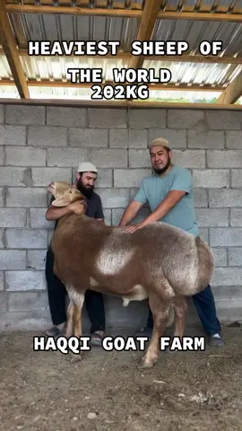 #unfreezemyacount #100k #1m #1millionaudition #500k #animalsoftiktok #animals #ghulamabbas2323 #nagrafarm #abdulqadirgoatfarm #haqqigoatfarm #saudiarabia #fypシ゚viral #fypシ #fyp #goats #goat #goat🐐 #goats #trend #trending 