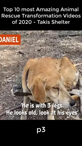 Top 10 most Amazing Animal Rescue Transformation Videos of 2020 - Takis Shelter