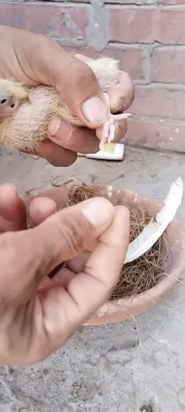 The way of pigeons welcominpiegons #pigeon #1million @TikTok Bangladesh 