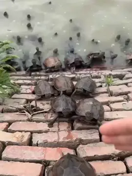Attack of the ninja turtles😭😭😭 #fyp #funnyvideos #foryoupage #tiktokviral #tiktok #fypシ゚viral #turtles  #cutie 