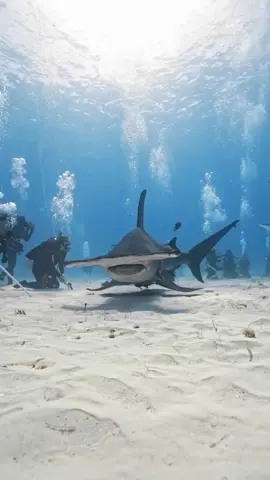 Hammerhead Shark 🦈