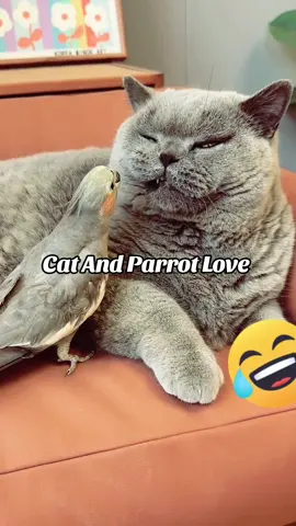 Cat and Parrot Love 😂😂 | Funny Video | Unlimited Fun | Daily Fun Dose #funnyvideo #funny #funnyvideos #catsoftiktok #parrotsoftiktok #animalsoftiktok #viral #foryou #trending 
