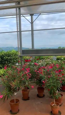 Earlier this #morning ✨🦋☁️🌸 #vivaifrigomassimo #gardening #garden #plantsoftiktok #gardencenter 