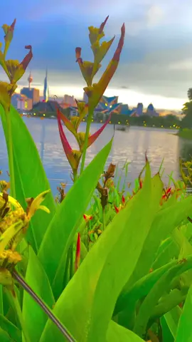 Enjoy the Sunset with kuala Lumpur🌅🧡#kualalumpur #malaysia #bukitbintang #foryoupage #travellife #travelwithrebal #sunset @FOLLOVERS @everyone @malaysia 