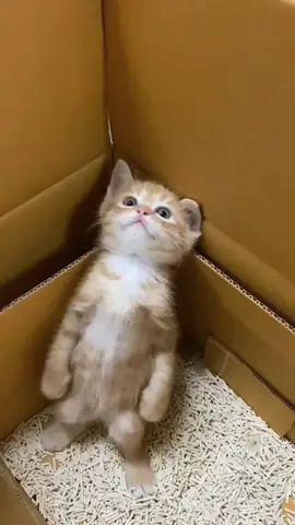 Funny cat 🐈 😻 🐈‍⬛️ 😸 🐱 