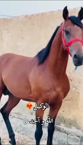 #فرسان_دوز🐴❤️ #تطاوين🧡💛📍_جرجيس_بنڨردان_🧿جربة_🥇مدنين #خيل_وخياله🐎 #بسم_الله_الرحمن_الرحيم #مدنين🧡💛📍_جرجيس_بنڨردان_🧿جربة_بنخداش #ليبيا🇱🇾 #قبلي_الجنوب_التونسي🤩😘💜 #فرسان_برقه🖤🔥✊🏻 #اللهم_صلي_على_نبينا_محمد #CapCut #تونس #الوكيل 