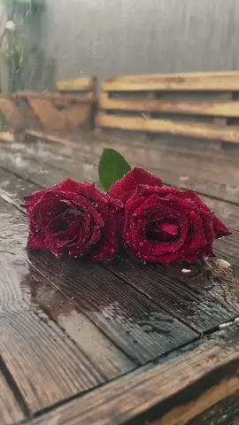 #fyp  #سوريا #كندا #🇨🇦💔🥀 