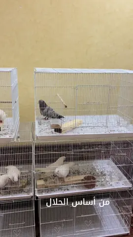 بداية تأسيس #صنعاني 