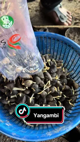 Kecambah Unggul PPKS Yangambi🌴