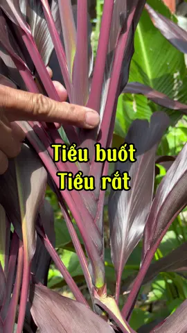 Mùa hè nóng nực các bạn gặp tình trạng tiểu buốt tiểu dắt thì tim ngay cây này về dùng nhá.#thaoduoc #thaoduocdantoc #thaoduocdantoccaolan #thaoduocdongbac #LearnOnTikTok #chuthanhthaoduocdongbac 