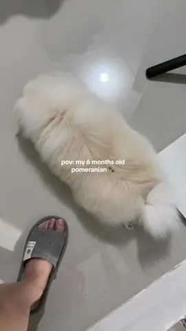 Napaka lago talaga ng hair ni whitey!! 🐾 napaka ganda mo anak!! 💖🫶🏻 #PetsOfTikTok 