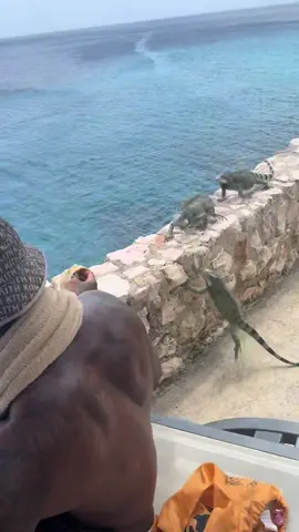 #iguanas #iguana #feedingiguana #lizard #wildlife #curacao #bluelagoon #fyp #reptiles 