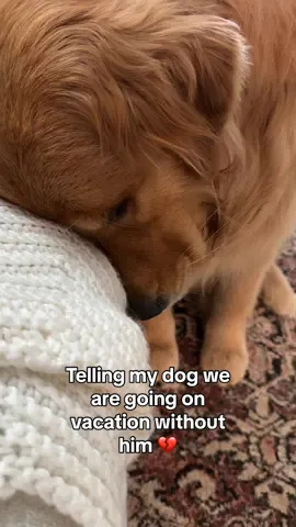 To be fair this is how I feel about leaving him too 💔#goldenretriever #dogs #doglovers #dogsarefamily #cutedog #saddog #dogmom 