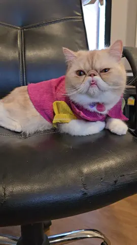 เบื่อนุดแม่มาก😍#แมวไง #แมวอ้วน #แมวเหมียว #แมวน่ารัก #แมวเปอร์เซีย #แมวเอ๊กโซติก #แมววัว #cat #catlover #แมวหน้าบี้ #แมวหน้าบี้ขนสั้น #แมวส้ม #แมวแลบลิ้น 