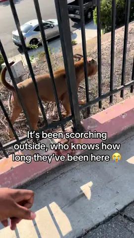 My soft spot for dogs 😭😭😭. These cute pits were stranded for god knows how long 😢 #fyp #fypツ #fyppppppppppppppppppppppp #dogs #dogsoftiktok 