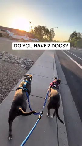 Dual Dog Leash👆 #tuffythegreatone #dogsoftiktok #dogs #dualdogleash #doglover #pitbullsoftiktok 