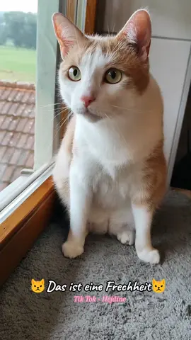 Was für eine Frechheit Frauchen 😾😾😾@EVENTUELL #sprechendekatze #humor #lustig #frechheit #mybaby #katzenvideo #hejdine #katzenliebe #lebenmitkatzen 