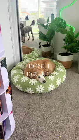 She loves it so much and I’m so glad you can machine wash the cover 🤩🫶🏼 #dogbed #viraldogbed #donutdogbed #calmingdogbed #ttshop #goldenretriever #dog #dogs #ttshopdeals #dealsfordays 