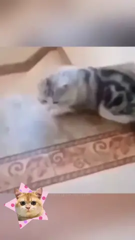 #funny #funnyanimals #cuteanimals #pet #fyp 