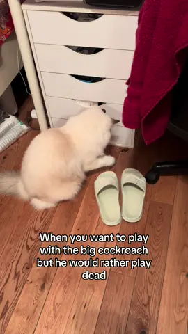 Aang means no harm…🙃 #P#PetsOfTikTokc#catinfluencerc#catsoftiktokc#cutecatf#fypc#catloversr#ragdollcatf#foryoupager#ragdollh#handsomecatc#catownerr#ragdollf#funnycatf#funnycatvideof#foryouviral #cockroach 