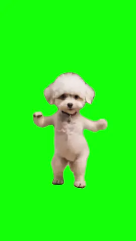 Dog dancing meme green screen #meme #dance #dog 