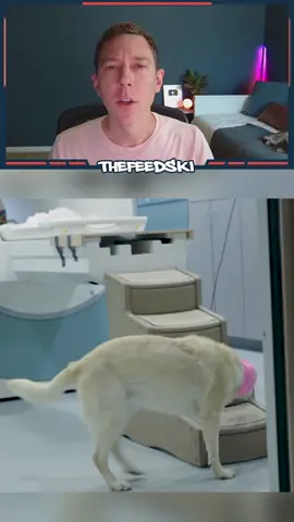 Study finds out if dogs ACTUALLY love us.