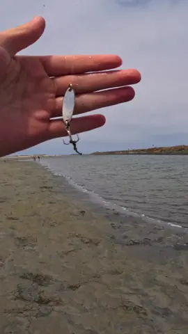 This thing never fails to catch fish. Now I just got to catch some about 10x the size with it.  -SD river right in-between Mission and OB dog beach.  @epidemicsound @gopro #fyp #fishing #fishinglife #saltwaterfishing #sandiegofishing #halibut #halibutfishing #fish #Outdoors #adventure #fun