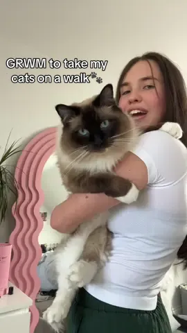 Your sign to take your indoor cat for a walk 🐈 #indoorcat #ragdoll #ragdollcat #chazvlogs #catsoftiktok #takemycatforawalk 