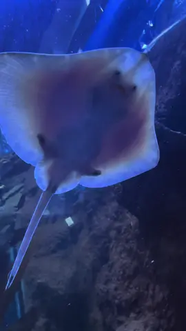 Love these little creatures!#cute #sealife #aquarium #pancake #stingray 