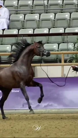 باهي الجهام ♥️🇶🇦 BAHI AL JAHAM ( BADIEA AL NASSER x BREA EA )  Breeder: Ebrahim Yusuf E S Al Romaihi 🇶🇦 Owner: Al Jaham Stud 🇶🇦 #خيل_وخياله🐎 #خيل_عربي_اصيل #خيل #خيول #الشعب_الصيني_ماله_حل😂😂 #اكسبلورexplore #خيول_عربية_اصيلة #خيول_عربية_اصيلة #doha #qatar #arabianhorses #arabianhorse #photoshoot #تصميم_فيديوهات🎶🎤🎬 #2024 #fyp 
